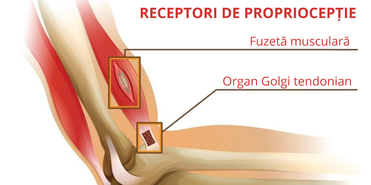 Relația dintre Terapia Bowen și propriocepție