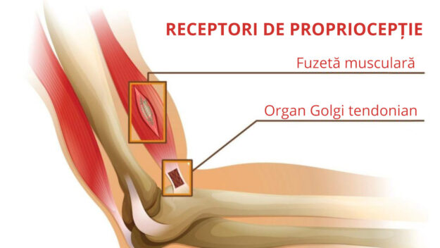 Relația dintre Terapia Bowen și propriocepție