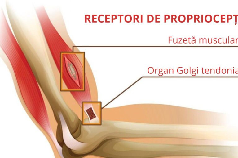 Relația dintre Terapia Bowen și propriocepție